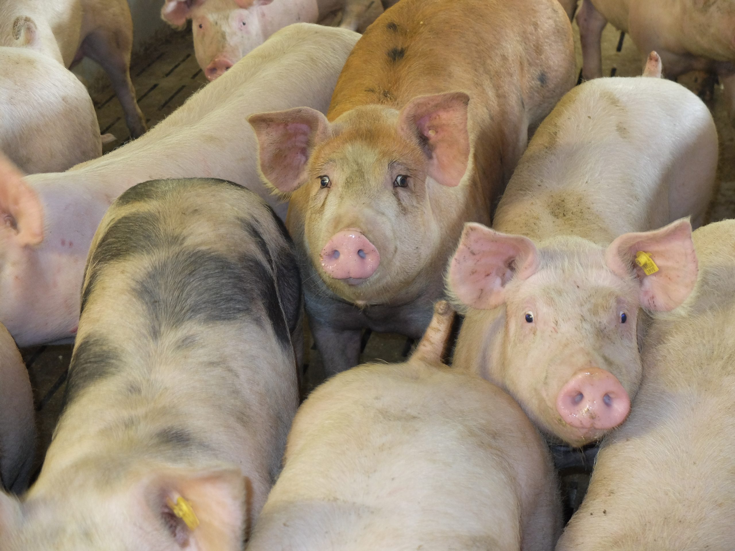 You are currently viewing Am Schweinemarkt: Noch immer keine Luft nach oben