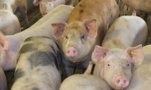 Read more about the article Schweinemarkt vollständig geräumt-aber keine Preiserhöhung