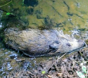 Read more about the article ASP-Verdachtsfall in Bleyen-Genschmar bestätigt