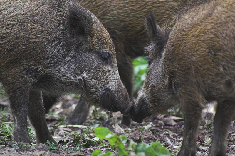 Read more about the article Arikanische Schweinepest: Die aktuellen Fälle