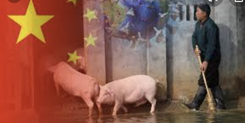You are currently viewing China: Schweinefleischproduktion 2020 nur moderat gesunken