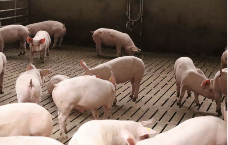 You are currently viewing Neues Jahr beginnt mit stabilen Schlachtschweinenotierungen