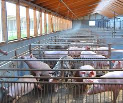Read more about the article In Deutschland geht es jetzt zur Sache – Einzelhandel wirft Schweinefleisch der Haltungsform 1 aus den Regalen