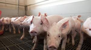 Read more about the article Ferkel sind jetzt gefragt