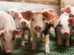 Read more about the article ASP- Ausbruch ändert Marktlage nicht- Schweinehalter in Not