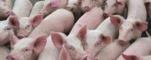 Read more about the article China: Unglaublich Ferkel kosten 250 Euro! und zweite ASP-Welle rollt