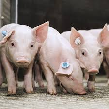 You are currently viewing Niedrigster Schweinebestand seit 25 Jahren in Deutschland – In nur einem Jahr fast 9 % weniger Schweine