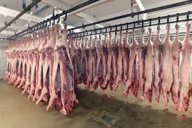Schweineschlachtungen: Spanien an der Spitze der EU