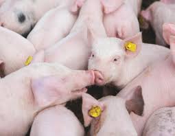 You are currently viewing Schweinepreise: Anstieg um 8 Cent – war das erst der Anfang?