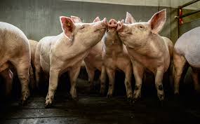 Read more about the article Frankreichs Schweinefleischerzeuger schließen sich zusammen