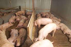 You are currently viewing Brutaler Schweinemarkt in Deutschland