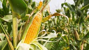 Read more about the article Landwirt in der Ukraine: ‚Ich kann meinen Mais nirgendwo hinbringen‘