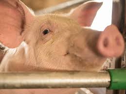 You are currently viewing EU-Schweinemarkt: Negativer Trend hält an