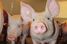 You are currently viewing Viehzählungsergebnisse in Deutschland: Niedrigster Schweinebestand seit über 30 Jahren – Riesige Ausstiegswelle rollt