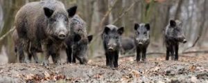 Read more about the article Polen: So viele ASP-Ausbrüche in Hausschweinebeständen wie noch nie