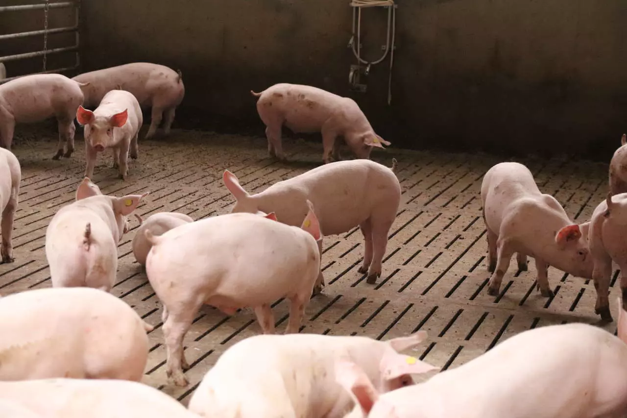 You are currently viewing Schweinepreise: Und immer tiefer
