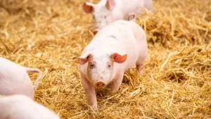 Read more about the article Im Musterland Schweiz: Mehrkosten für Tierwohl sind oft nicht gedeckt
