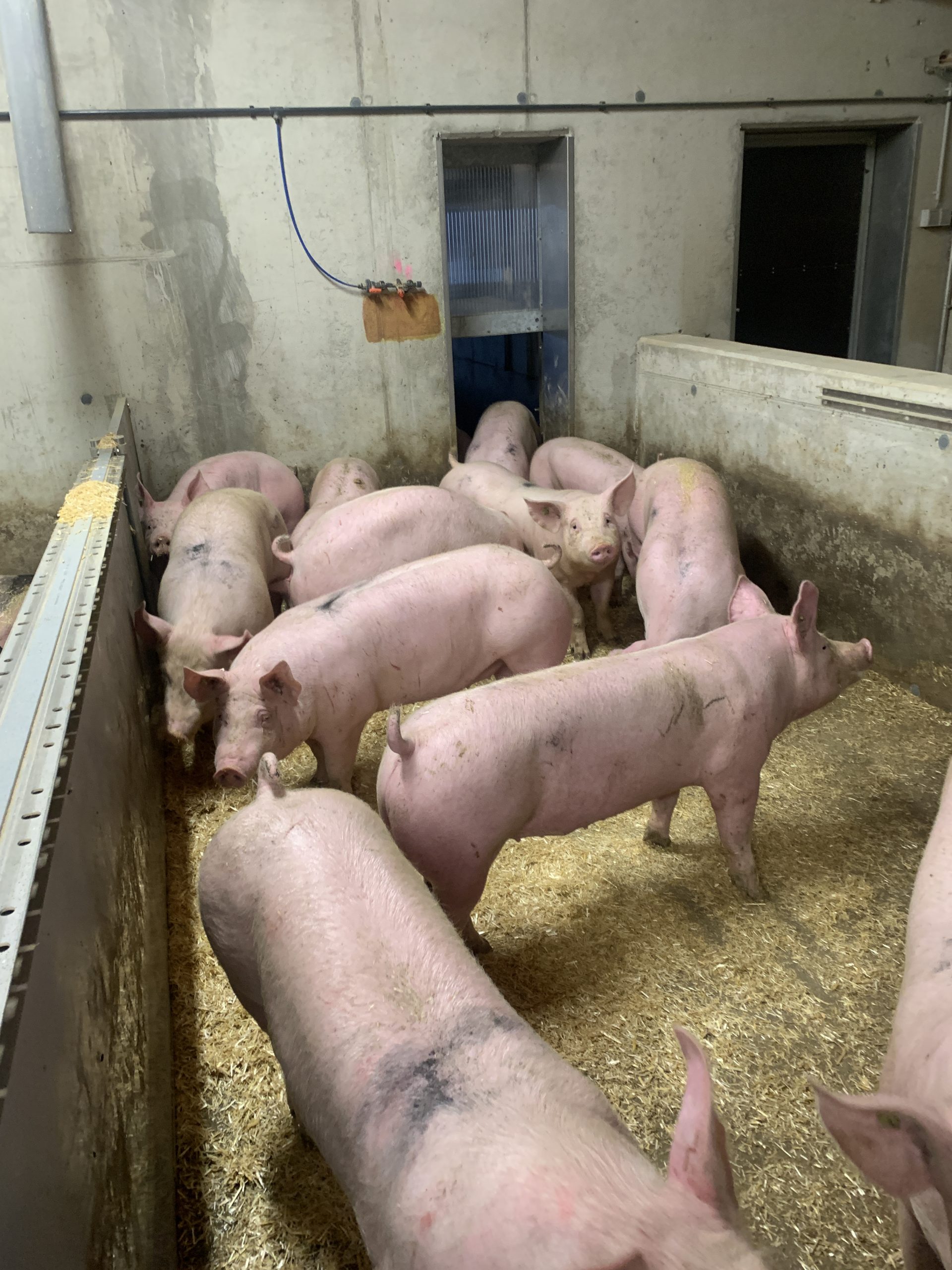 You are currently viewing Schweinegesundheitsverordnung:  Desinfektion ist jetzt verpflichtend