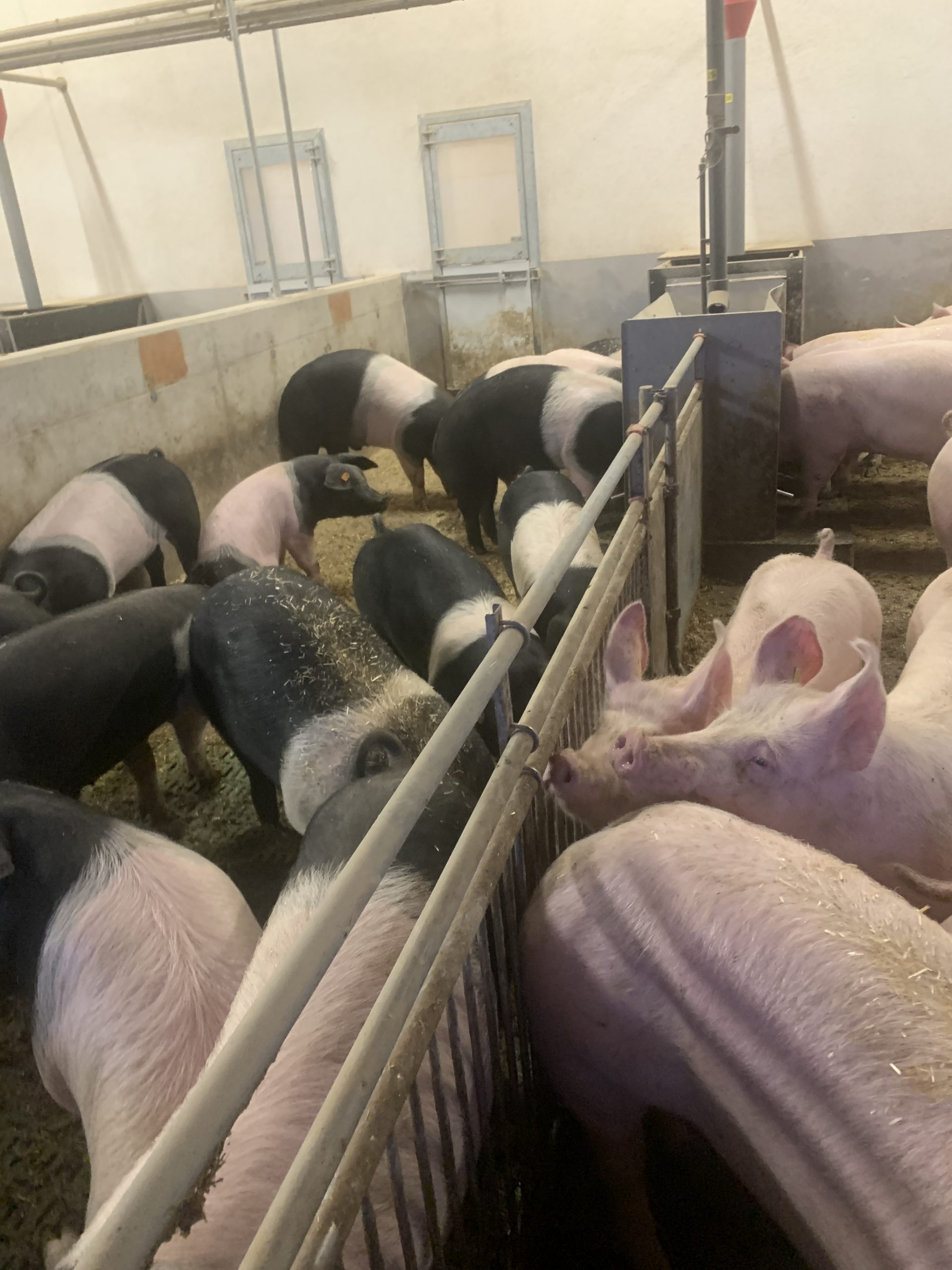 You are currently viewing Am Schweinemarkt bleibt es stabil