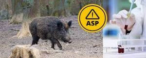 Read more about the article ASP-Fall in einem Hausschweinebestand in Baden-Württemberg und in Italien gehts auch weiter