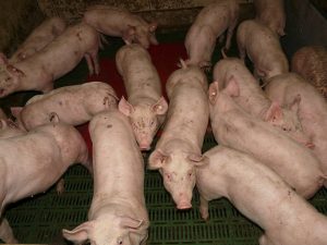 Read more about the article Größter Aderlass in der Geschichte der Schweinehaltung befürchtet
