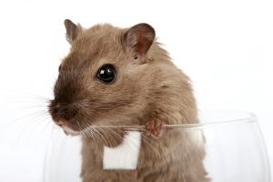 Read more about the article Hamster sorgten für Corona-Ausbruch in Hongkong