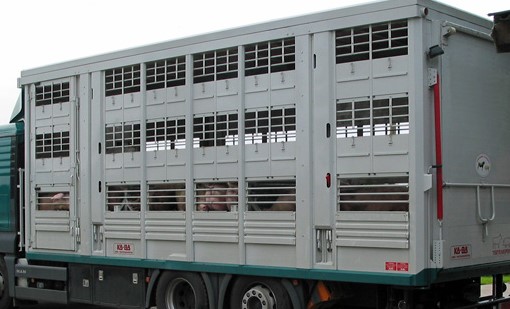 Read more about the article Brandenburg stoppt Tiertransporte nach Russland, Belarus und Ukraine